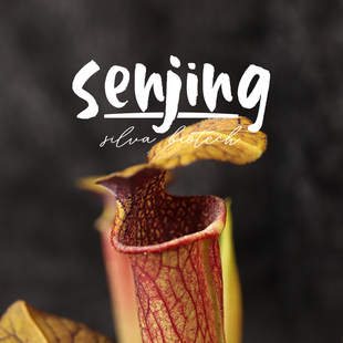 【自育新品】瓶子草紫砂/生长强健的黄瓶子草翼状交种/食虫植物