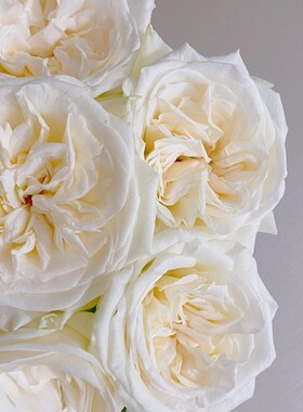 【优选】【有香味】A级白荔枝单头玫瑰