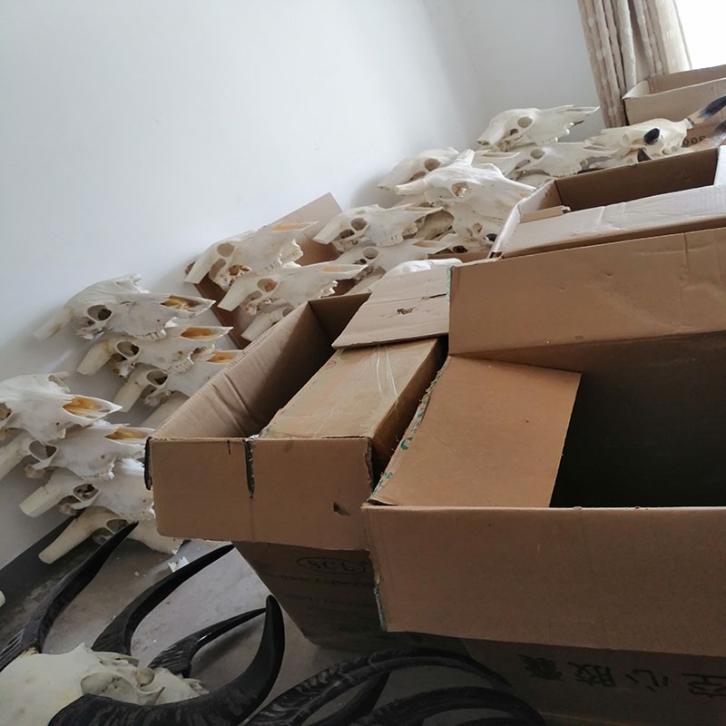天然真水牛头骨挂件招财纳宝装饰店铺开业办公室风景区墙壁装饰品