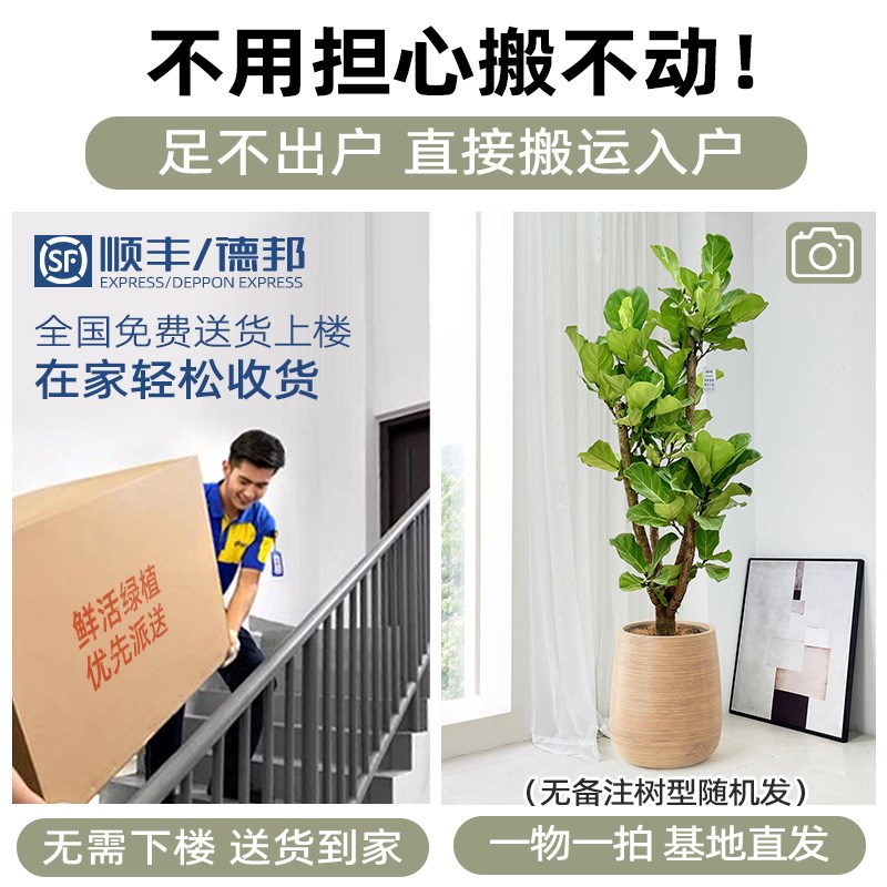 造型琴叶榕盆栽室内客厅绿植净化空气养老桩植物办公室落地阳台