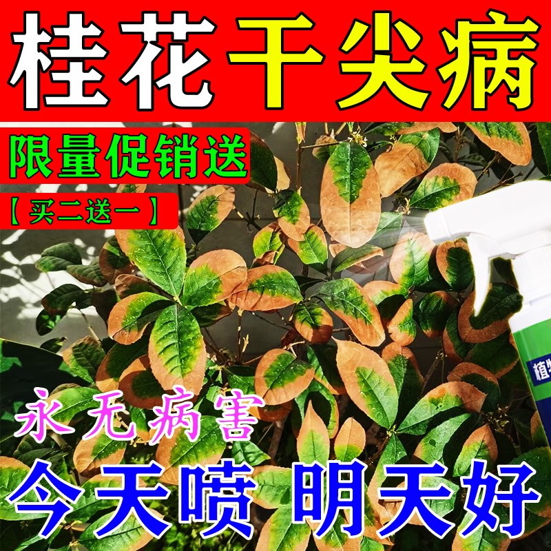 桂花枯叶病黄叶焦叶尖干叶斑病专用杀菌药桂花树专用肥料营养液