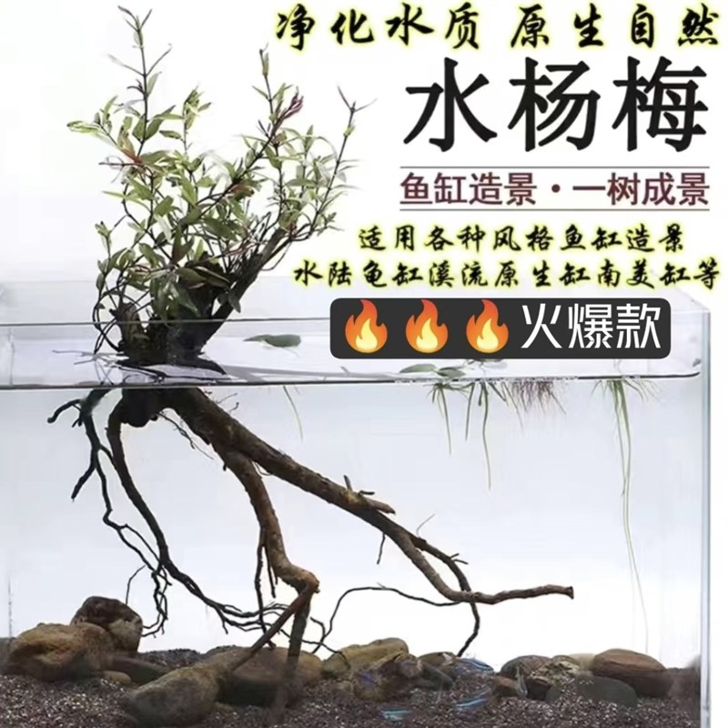 精品水杨梅老桩溪边红水栀子水培盆景鱼缸水陆缸造景绿植净化空气