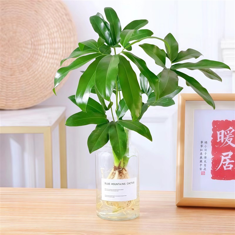 水培植物印第安羽毛室内好养五子登科水培绿植盆栽四季常绿好养活
