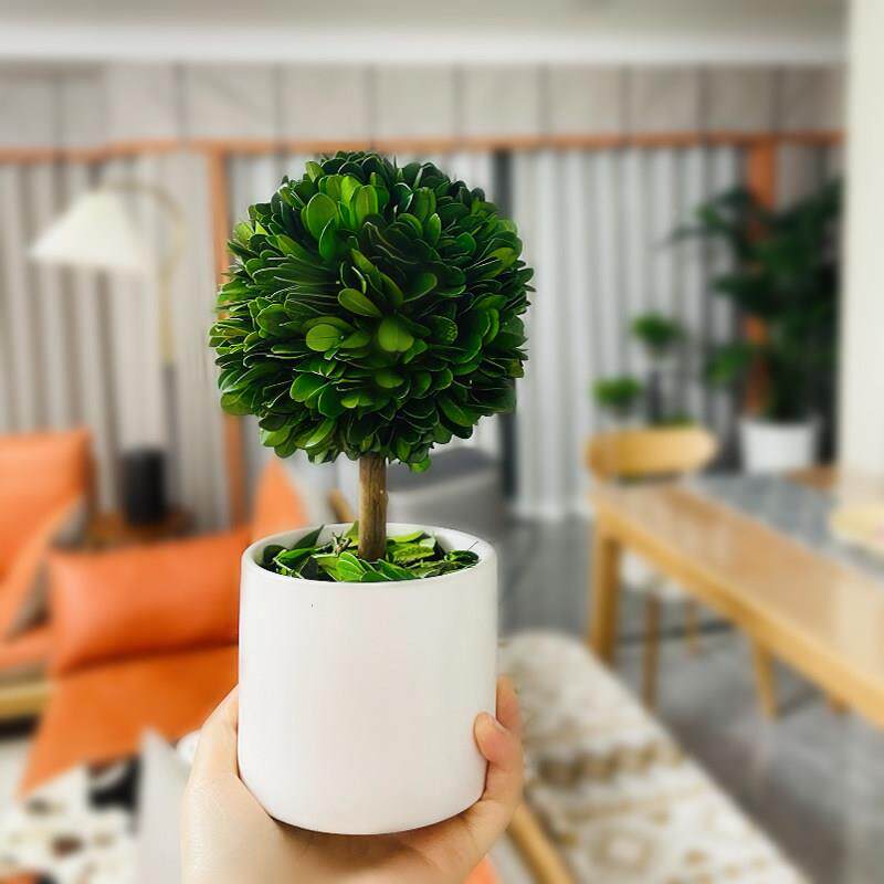 办公室工桌面居绿植位上情绪稳定神器班客厅旺宅NRX植物小摆件家
