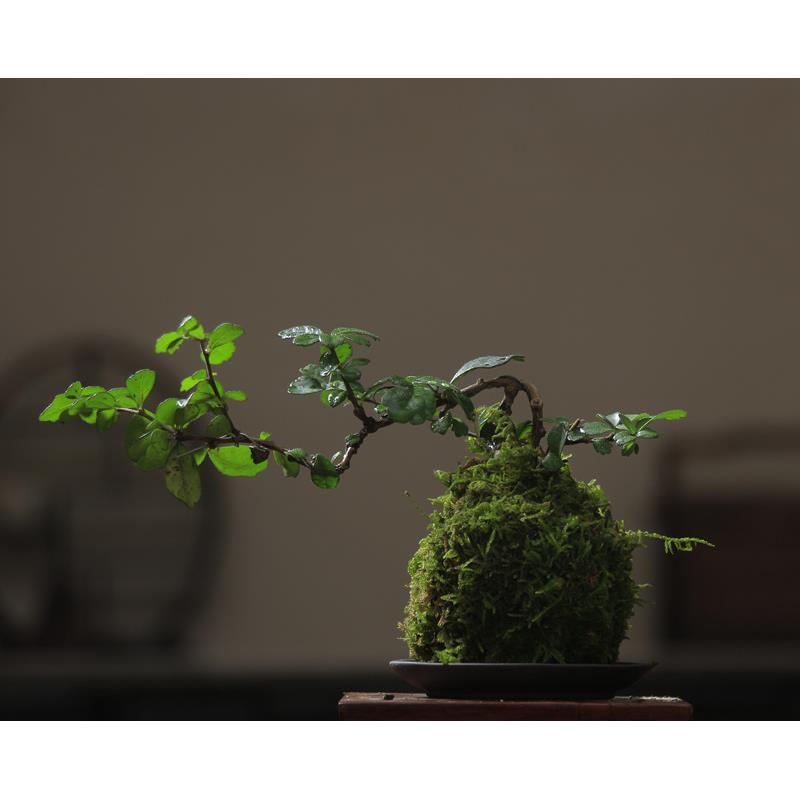 福建茶绿植室内树桩盆景客厅悬崖造型小黄杨盆栽老桩四季常青苔藓