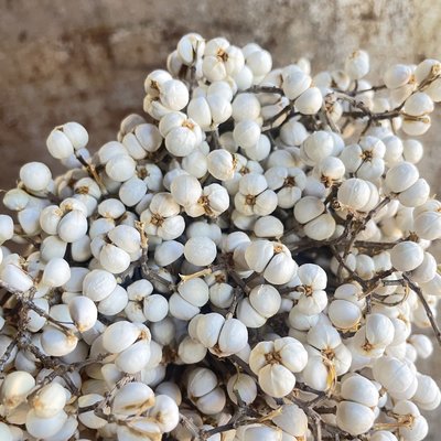 按公斤短杆小白果厂家乌桕果自然干花DIY花环花束材料田园装饰