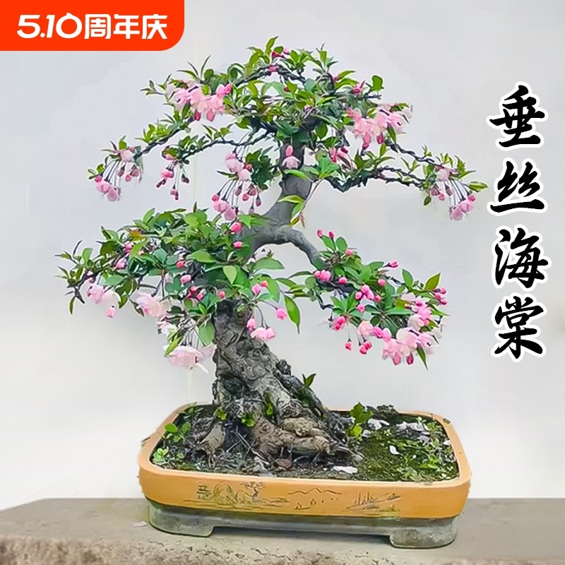 垂丝海棠花盆栽老桩带花苞四季开花盆景树苗室内鲜花卉绿植物好养