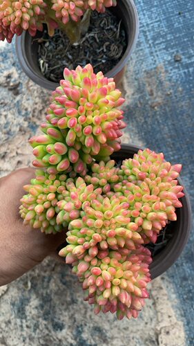 春萌缀化12厘米盆4.98块