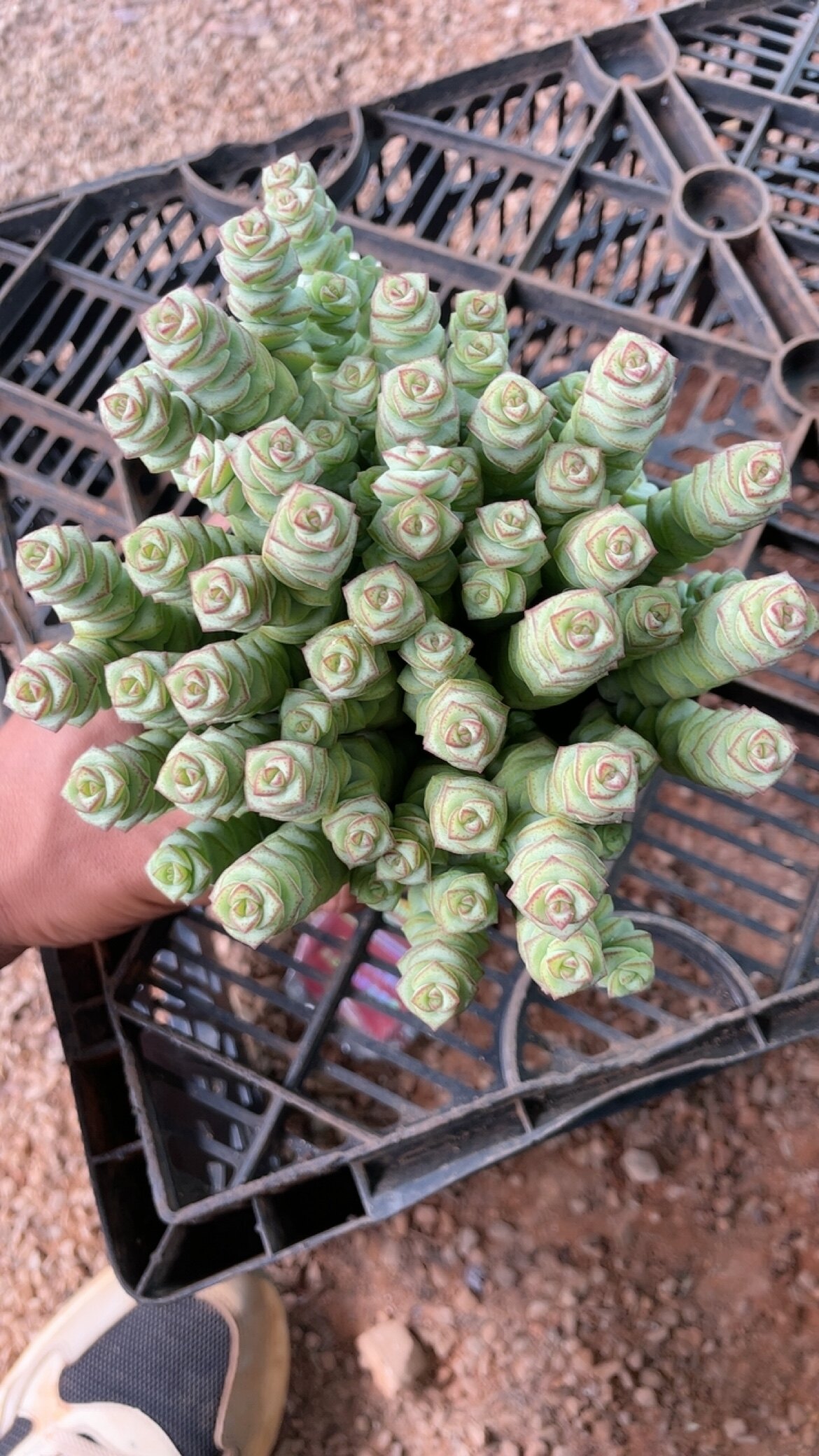 彩色钱串红心群生大盆钱串子多头多肉植物室内肉肉绿植新手盆栽