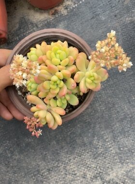 香格里拉整群的11厘米盆4.98一颗，有淡淡的香味
