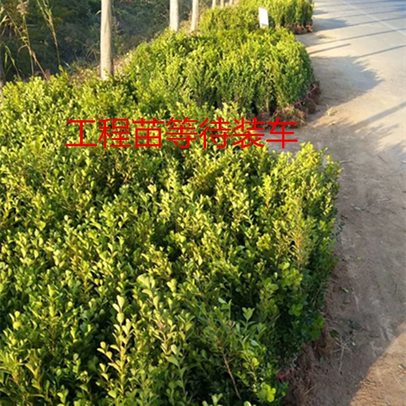 小叶黄杨苗瓜子园林绿化树苗南方北方种植黄杨庭院地栽盆栽黄杨球