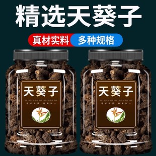 野生天葵子中药材500g克旗舰店紫背天葵子千年老鼠屎山耗子散血珠