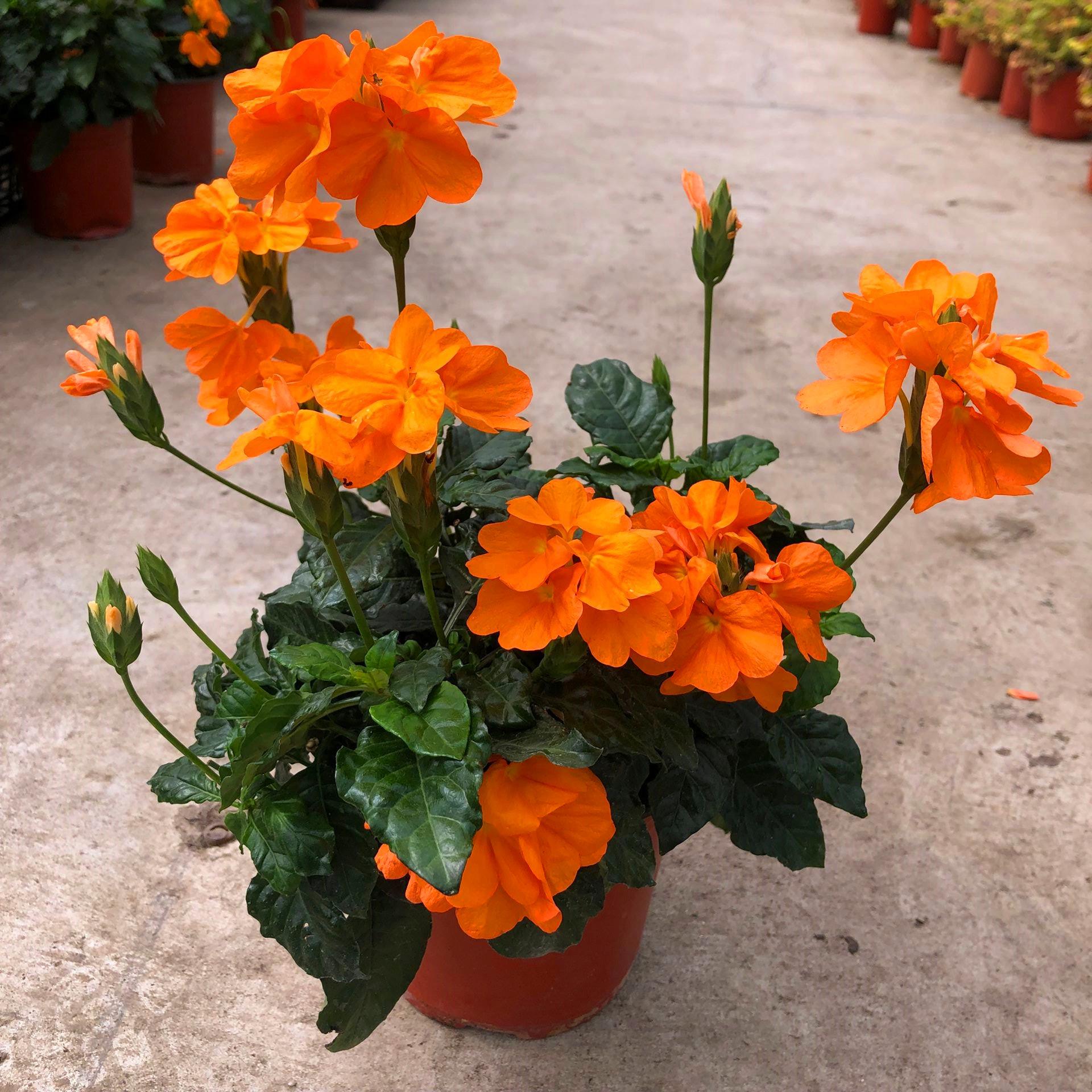 鸟尾花盆栽阳台庭院宿根多年生开花木本植物花期好养耐热原土发货