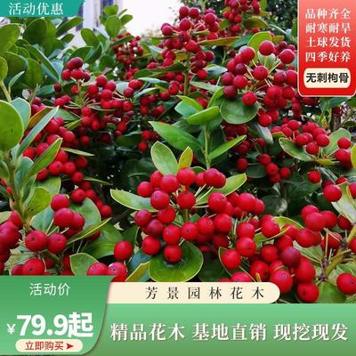 无刺枸骨金玉满堂富贵子吉祥果春花秋果火红果盆庭院四季常青好养