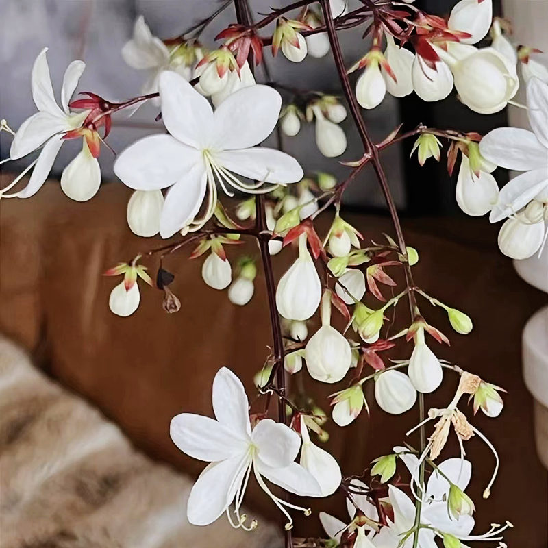 垂丝茉莉盆栽带花室内阳台木本开花植物客厅鲜花植物多季开有香味