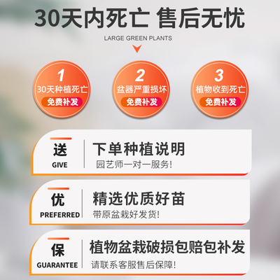 香水柠檬树盆栽带果食用树苗绿植大型室内客厅阳台四季花植物