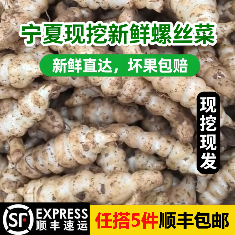 宁夏现挖螺丝菜新鲜宝塔菜地溜子