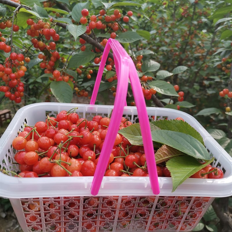 白色塑料水果篮樱桃篮杨梅篮草莓篮桑葚篮1-6斤装手提方篮蓝莓篮