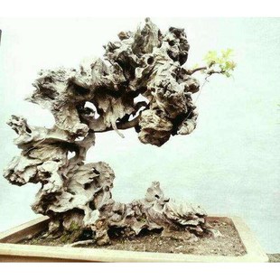 黄根荆黄老桩桩盆景老树桩黄荆微9景小盆景老桩熟荆造盆品