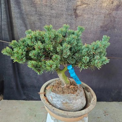 杨梅瑞祥大阪松金针老桩盆w景造型迎客松五针盆栽庭院绿植耐寒