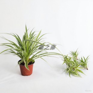 金边吊兰盆栽办公室内客厅花卉植物净化空气绿植花木兰绿植