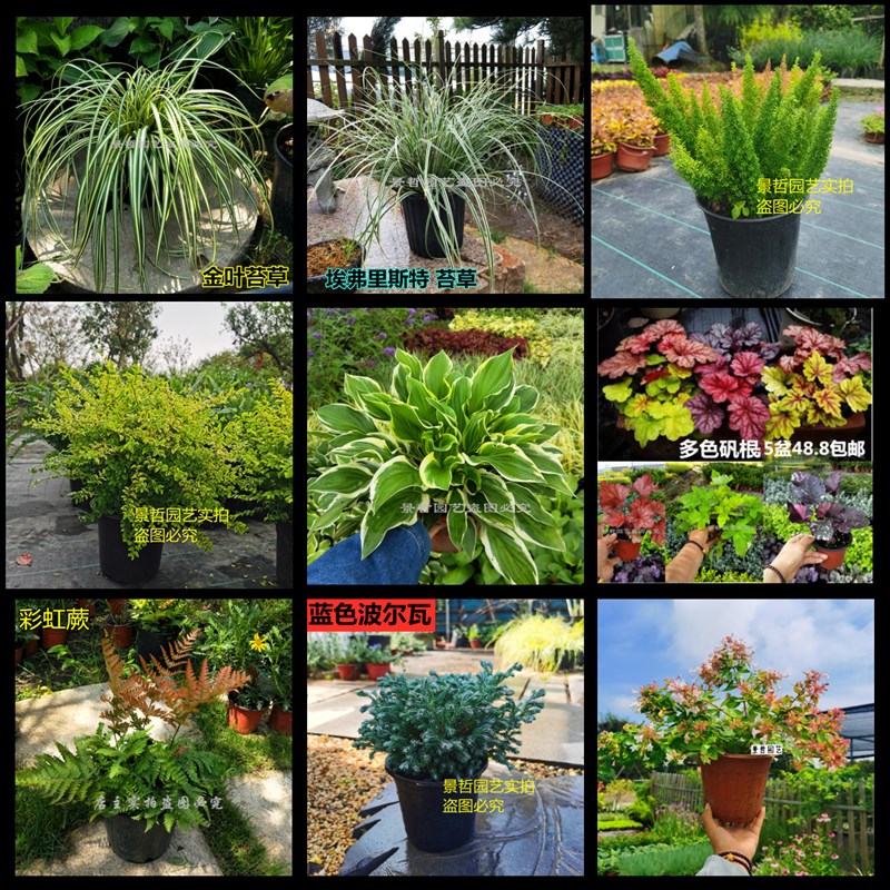 花镜植物组合套餐 庭院花镜植物 四季常绿耐寒耐热