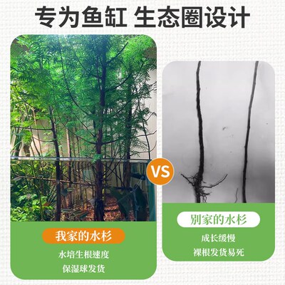 水杉鱼缸造景水培溪流缸盆栽盆景鱼池水生植物绿植室内外水草客厅