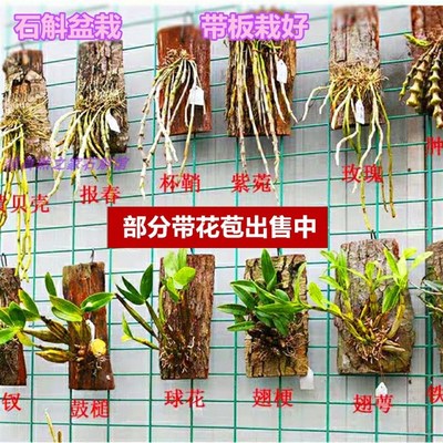 石斛盆栽带花苞带板栽好铁皮盆栽叠鞘金钗球花鼓槌石斛兰花卉绿植