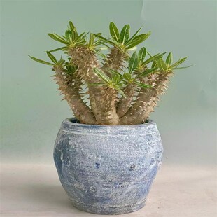 城南别院西巴女王一物一拍块根多肉植物