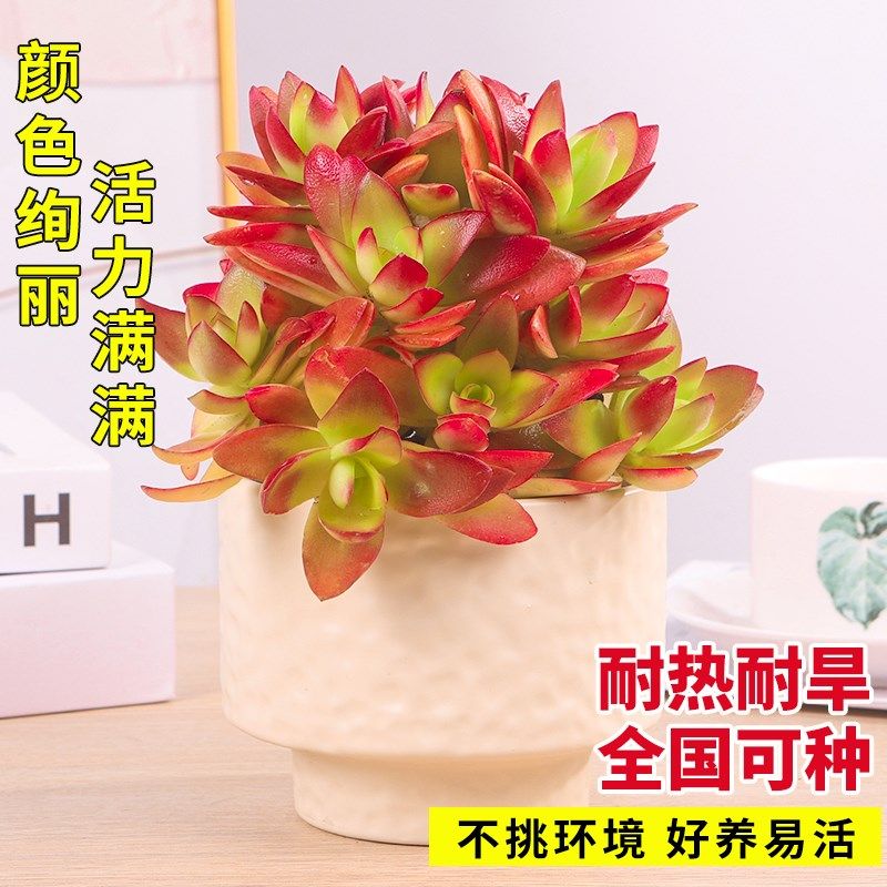 秋火莲火祭多肉植物盆栽花卉室内桌面四季好养多肉组合多头肉肉
