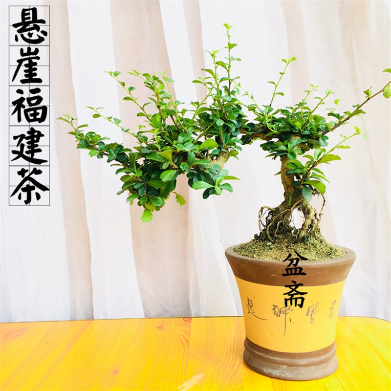 悬崖福建茶盆景办公桌绿植小叶岭南树桩开花结果趣味提根福建茶