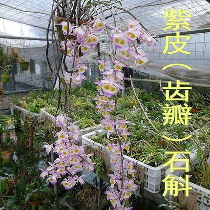 紫皮石斛盆栽吊兰带根鲜条齿瓣食用观赏花卉庭院阳台绿草植物国兰