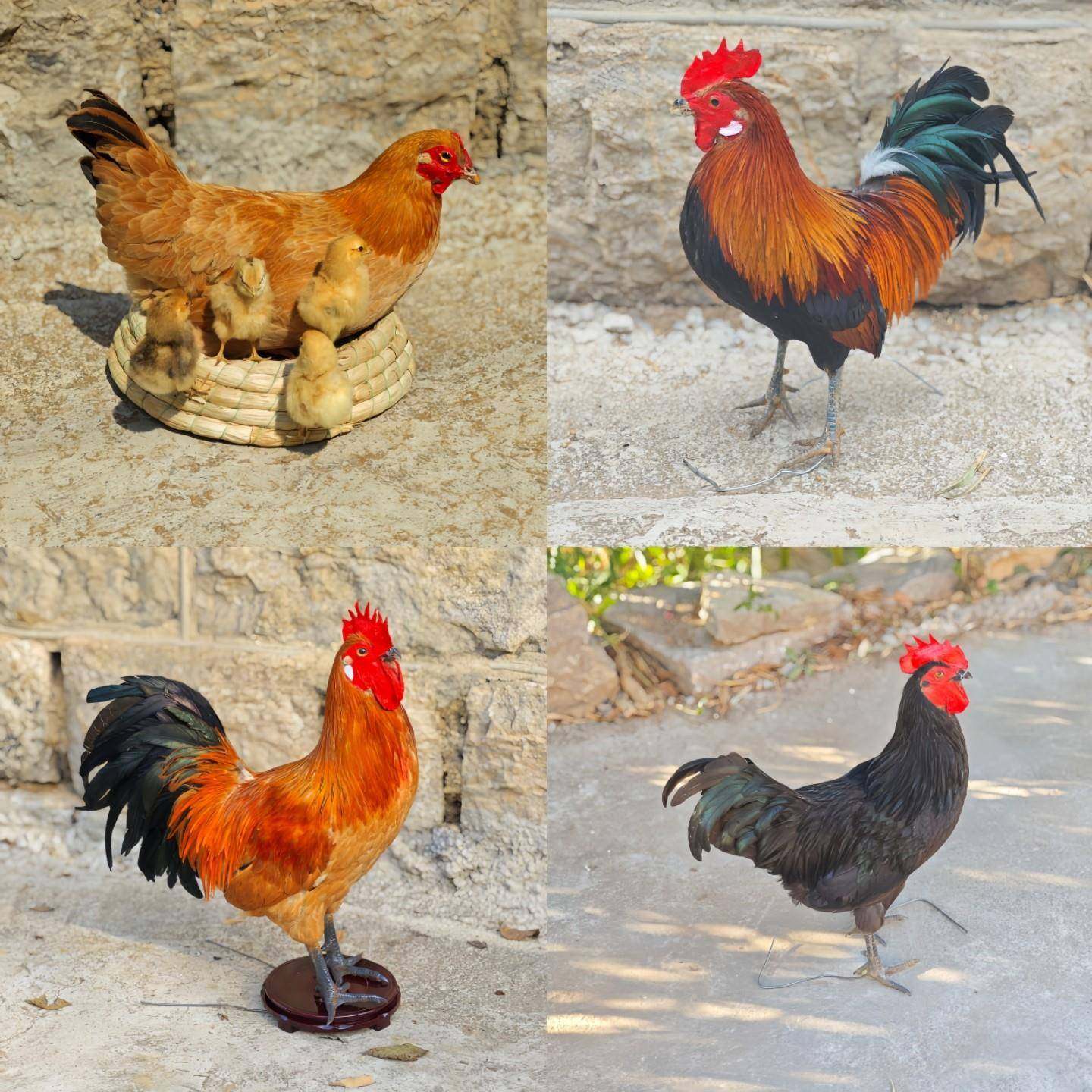 家禽标本模型制作大公鸡标本真母鸡土鸡笨鸡羽毛原鸡道具影视直销,文具电教/文化用品/商务用品,教学标本/模型,淘宝优惠券,粉丝福利购,淘宝优惠卷