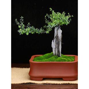 细紫砂花盆古色古香方形长方形室内桌面古典盆景花盆槽简单陶瓷