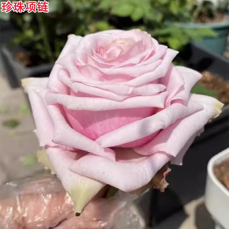 超新品珍珠项链月季苗灌木大花切花玫瑰庭院阳台盆栽四季开花