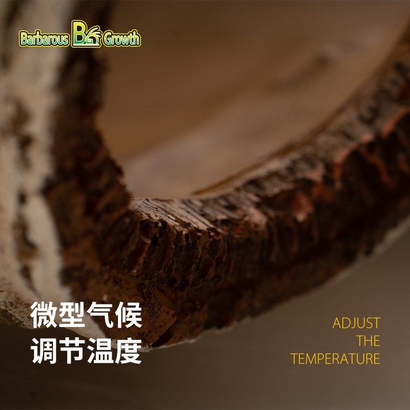 BG鬃狮蜥爬宠白桦木躲避饲养箱躲避屋躲避洞宠物爬行动物蜥蜴造景,宠物/宠物食品及用品,爬宠缸/箱,淘宝优惠券,粉丝福利购,淘宝优惠卷