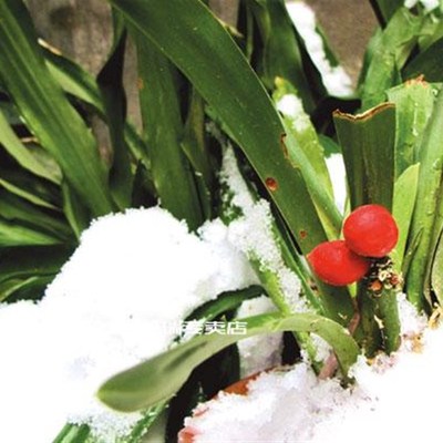 乔迁结婚金边青叶万年青盆栽阳台室内植物绿植花卉四季常青耐寒花