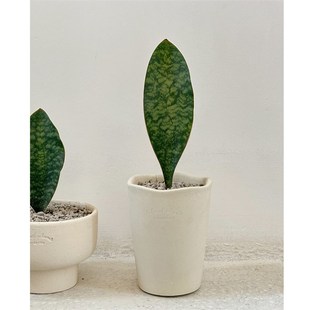 植物私生活 原生种硬叶虎皮兰鲸鱼宝镜一片叶桌面小众趣味植物