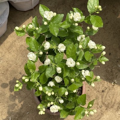 重瓣独杆茉莉花盆栽老桩室内浓香型驱蚊花苞四季绿植花卉植物好养