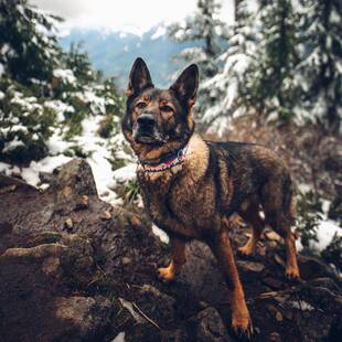 山野拉犬 向山而行项 狗圈牵引半P链中大型犬绳金毛YXU布拉多边牧