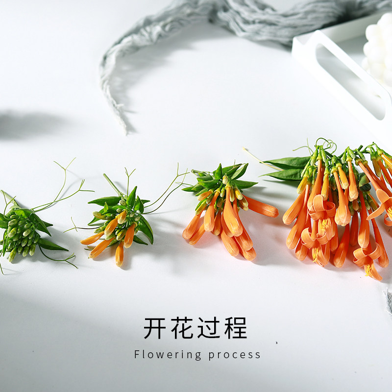 爬墙花卉炮仗花苗攀爬凌霄花苗四季爬藤植物围墙牵藤庭院花易活