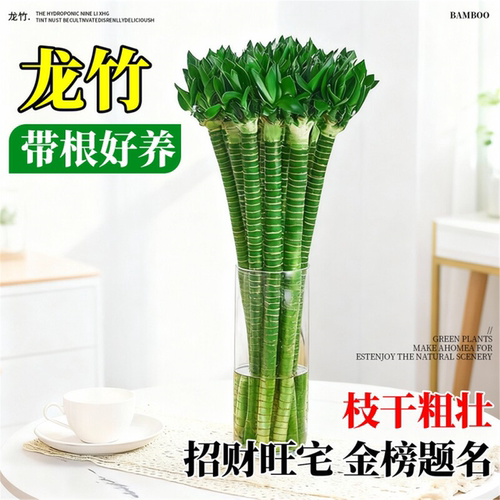 龙竹水培带根文昌4支富贵