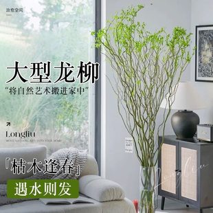 水培植物龙柳鲜枝侘寂中古风客厅办公室黄金绿植遇水好养枯木逢春