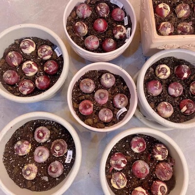 风信子大种球重瓣水培室内