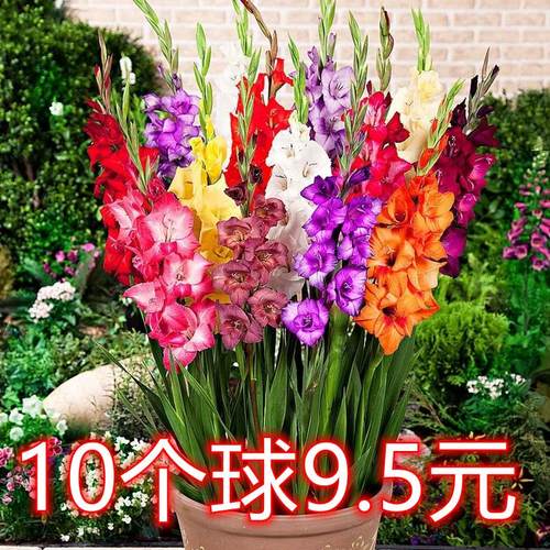 剑兰种球进口唐菖蒲子简单