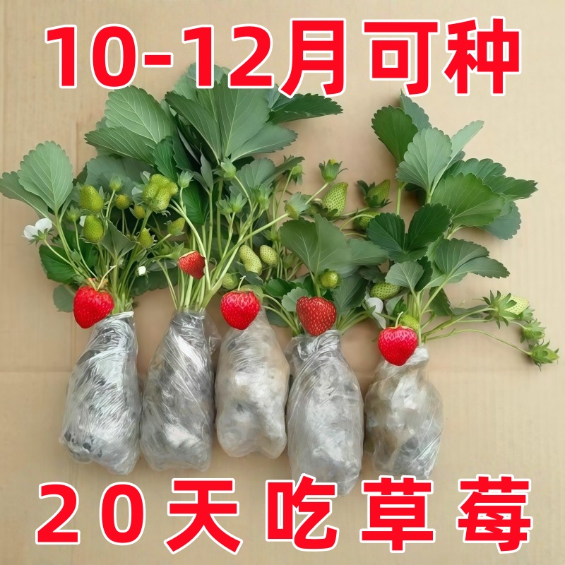 当年草莓苗奶油红颜秧大棚