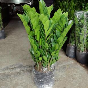 招财金钱树钱串子室内客厅盆栽花卉办公室观叶净化空气观赏绿植