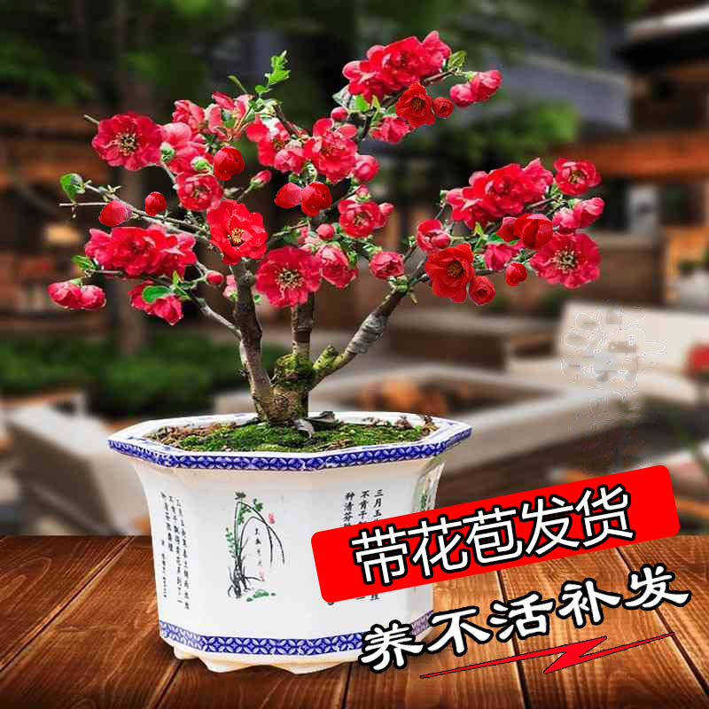 名贵海棠花树苗盆栽卉室内