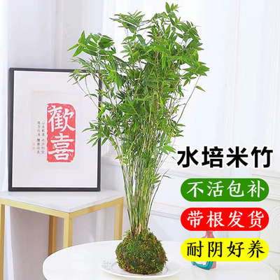 水培米竹室内花卉盆栽南天