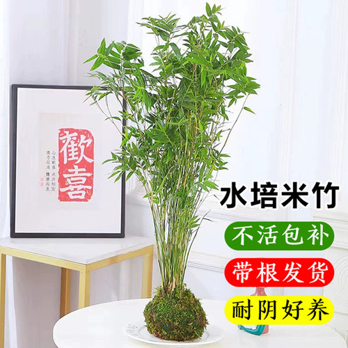 水培米竹室内花卉盆栽南天